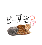 猫のなすとツナのスタンプ（個別スタンプ：33）