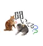 猫のなすとツナのスタンプ（個別スタンプ：36）