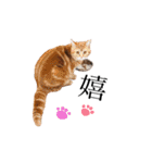 猫のなすとツナのスタンプ（個別スタンプ：37）