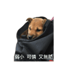 Cinycal's dog（個別スタンプ：2）