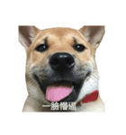 Cinycal's dog（個別スタンプ：14）