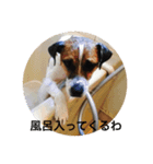 ジャックはうちの犬（個別スタンプ：1）