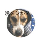 ジャックはうちの犬（個別スタンプ：2）