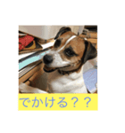 ジャックはうちの犬（個別スタンプ：4）