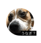 ジャックはうちの犬（個別スタンプ：5）