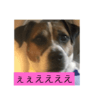 ジャックはうちの犬（個別スタンプ：6）
