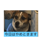 ジャックはうちの犬（個別スタンプ：8）