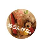 chocoinu（個別スタンプ：1）