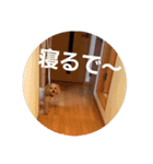 chocoinu（個別スタンプ：2）