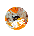 chocoinu（個別スタンプ：3）