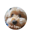 chocoinu（個別スタンプ：5）