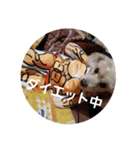chocoinu（個別スタンプ：8）