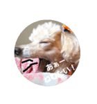 chocoinu（個別スタンプ：9）