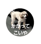 chocoinu（個別スタンプ：10）