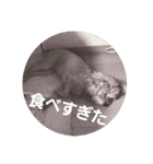 chocoinu（個別スタンプ：11）
