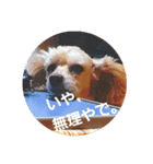 chocoinu（個別スタンプ：12）