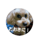 chocoinu（個別スタンプ：16）