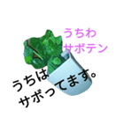 多肉植物挨拶（個別スタンプ：1）