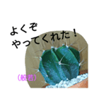 多肉植物挨拶（個別スタンプ：7）