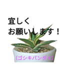 多肉植物挨拶（個別スタンプ：8）