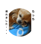 Chitti boy stamp（個別スタンプ：1）
