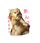 Chitti boy stamp（個別スタンプ：3）