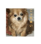 Chitti boy stamp（個別スタンプ：5）