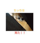 Chitti boy stamp（個別スタンプ：6）