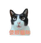 林家のネコたち（個別スタンプ：1）