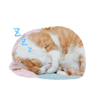 林家のネコたち（個別スタンプ：2）