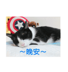 林家のネコたち（個別スタンプ：4）