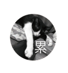 林家のネコたち（個別スタンプ：5）