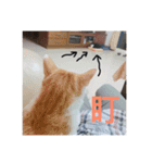 林家のネコたち（個別スタンプ：6）