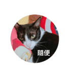 林家のネコたち（個別スタンプ：7）