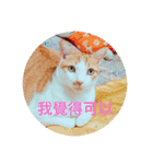 林家のネコたち（個別スタンプ：8）