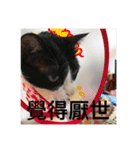 林家のネコたち（個別スタンプ：9）