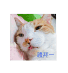 林家のネコたち（個別スタンプ：10）