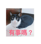 林家のネコたち（個別スタンプ：11）
