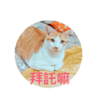 林家のネコたち（個別スタンプ：12）