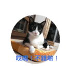 林家のネコたち（個別スタンプ：14）