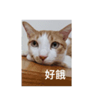 林家のネコたち（個別スタンプ：17）