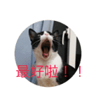 林家のネコたち（個別スタンプ：20）