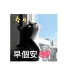 林家のネコたち（個別スタンプ：21）