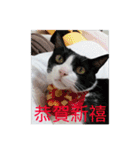 林家のネコたち（個別スタンプ：22）