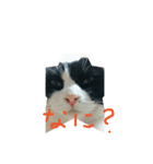 今さんちの猫・ときどきワンコ。（個別スタンプ：1）