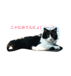 今さんちの猫・ときどきワンコ。（個別スタンプ：2）