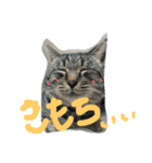 今さんちの猫・ときどきワンコ。（個別スタンプ：3）