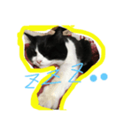 今さんちの猫・ときどきワンコ。（個別スタンプ：4）