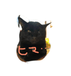 今さんちの猫・ときどきワンコ。（個別スタンプ：5）
