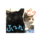 今さんちの猫・ときどきワンコ。（個別スタンプ：6）